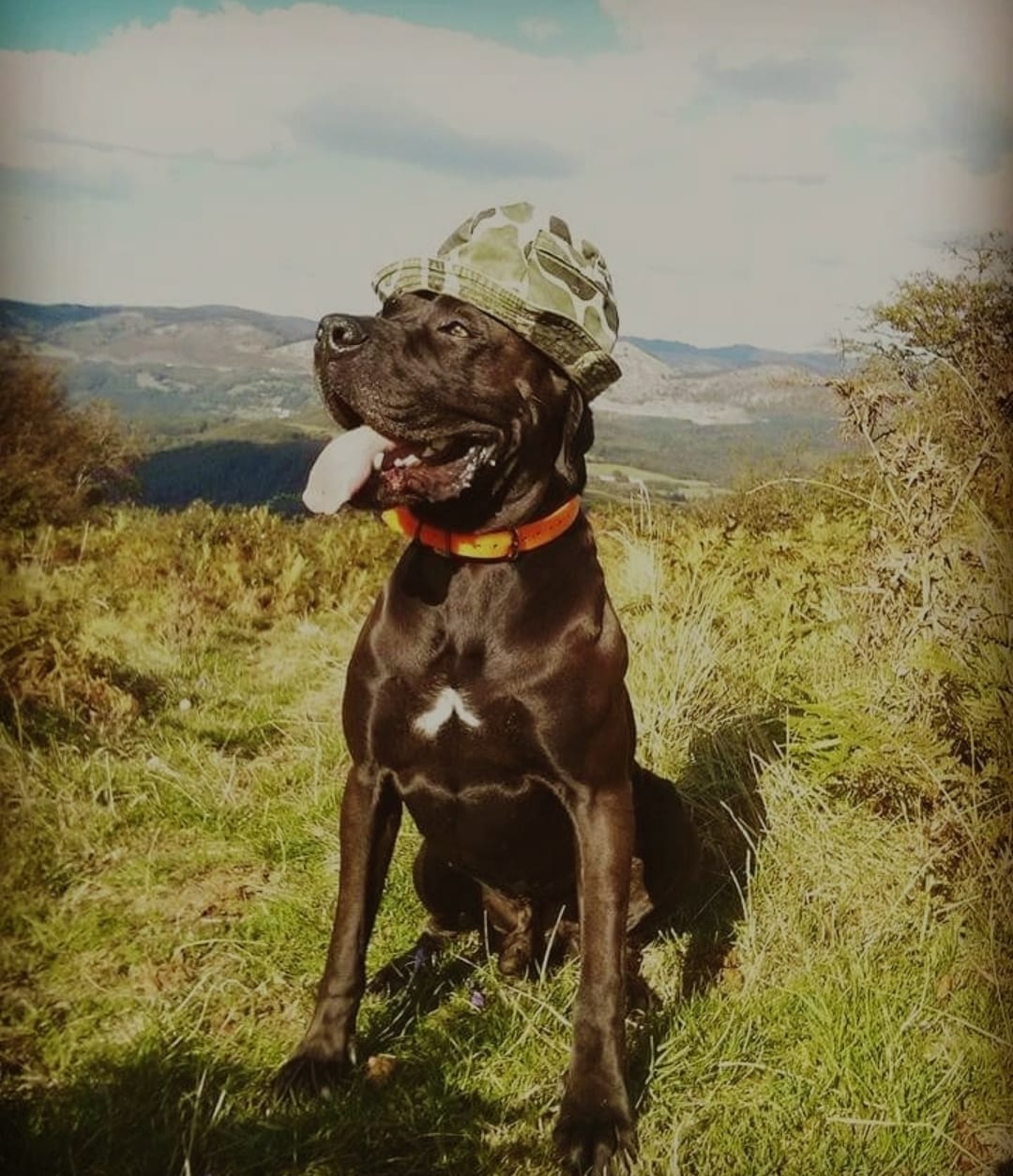 Dark, mi primer perro